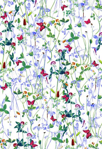 402497-清新蝴蝶花卉