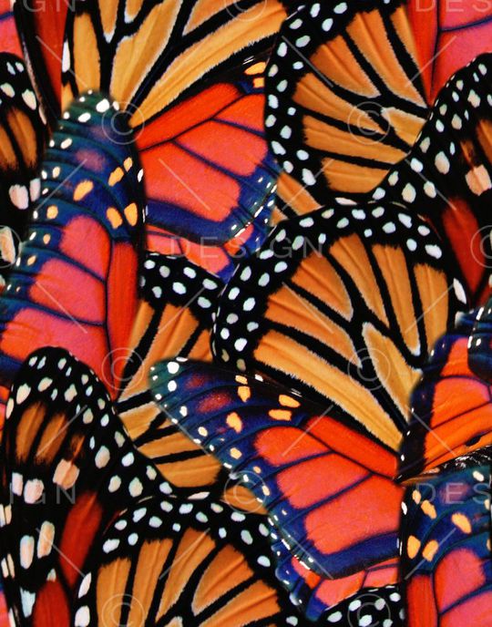 蝴蝶印花华亿平台图片