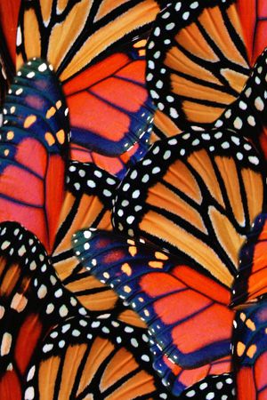 蝴蝶印花华亿平台图片