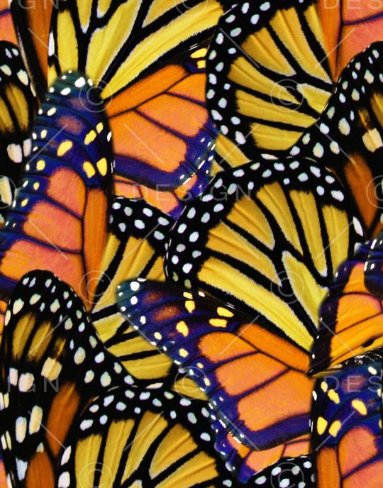 蝴蝶印花华亿平台图片