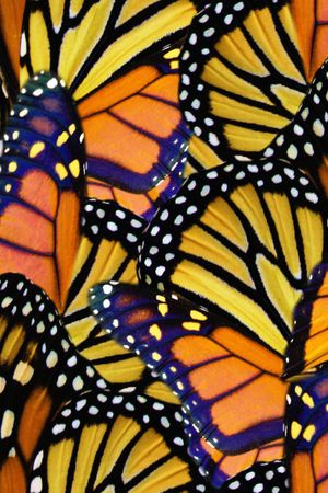 蝴蝶印花华亿平台图片