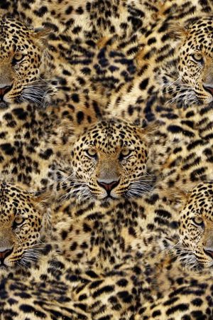 动物纹  豹纹印花华亿平台图片