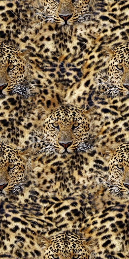 动物纹  豹纹印花华亿平台图片