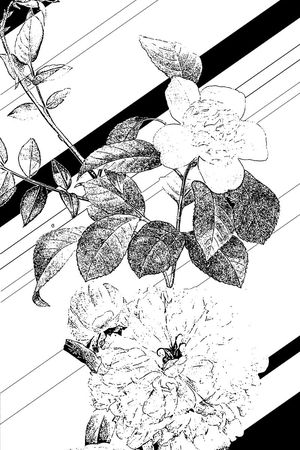 黑白印花华亿平台图片