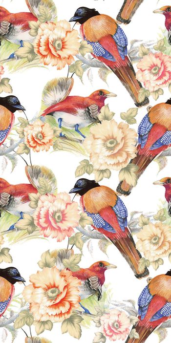 404064-彩铅手绘花鸟