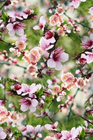 朦胧小清新印花华亿平台图片