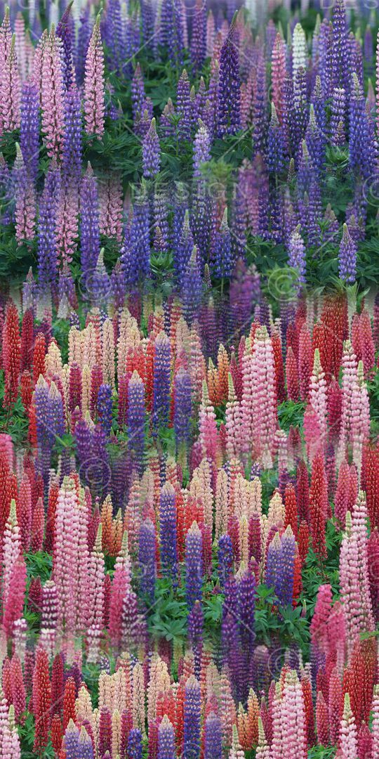 照片印花华亿平台图片