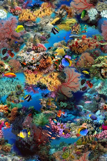 海底世界印花华亿平台图片