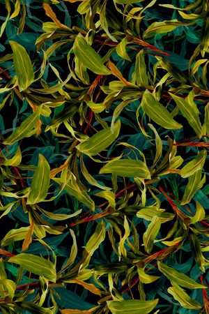 叶子植物印花华亿平台图片