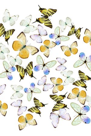 蝴蝶群印花华亿平台图片