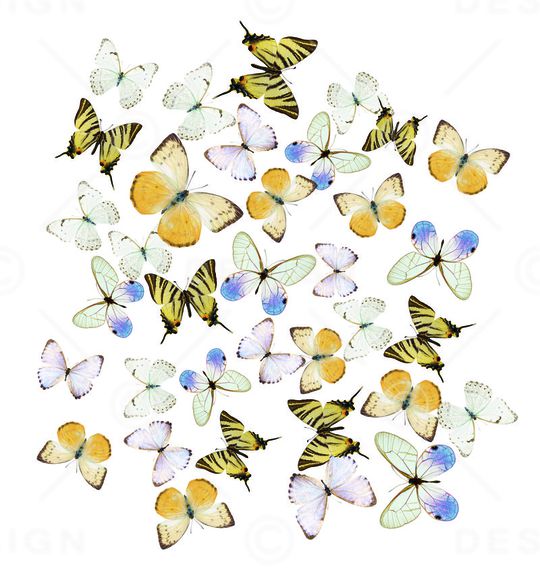 蝴蝶群印花华亿平台图片