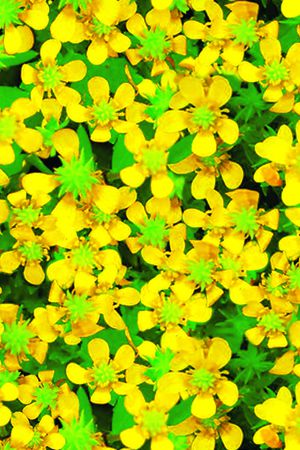 小黄花印花华亿平台图片