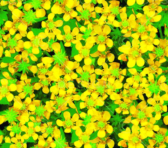 小黄花印花华亿平台图片