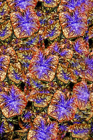 欧式印花华亿平台图片