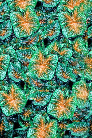 欧式印花华亿平台图片