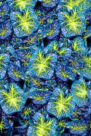 欧式印花华亿平台图片