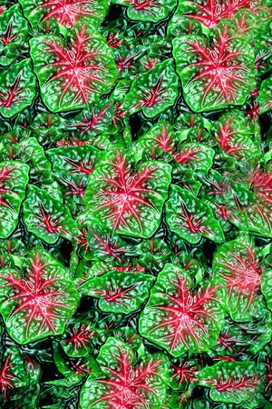 欧式印花华亿平台图片