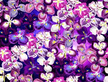 408986-幻影紫罗兰