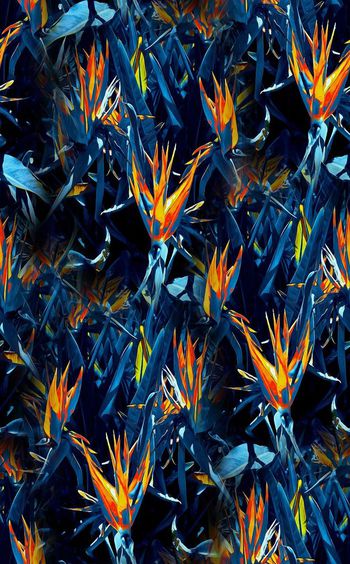 409051-幻境天堂鸟