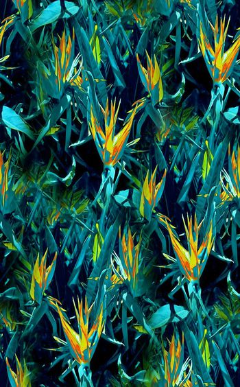 409052-幻境天堂鸟