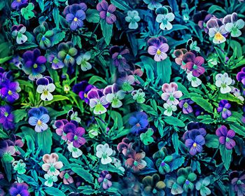 409056-写实魔幻花丛