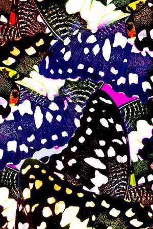 蝴蝶 大牌印花华亿平台图片