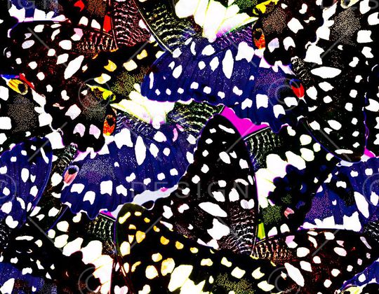 蝴蝶 大牌印花华亿平台图片