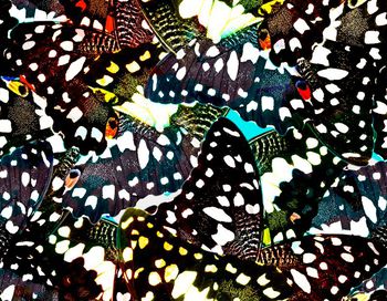 409265-大牌蝴蝶翅膀纹