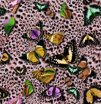 409281-豹纹蝴蝶