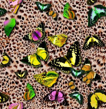 409282-豹纹蝴蝶