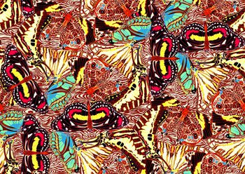 409306-斑马纹迷彩蝴蝶