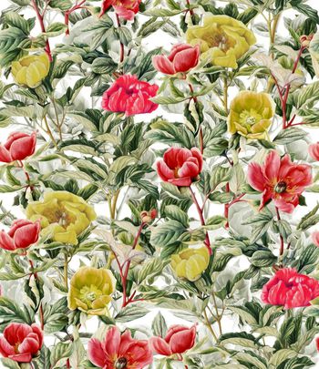 409315-幽静牡丹花