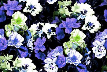 409339-经典典雅牡丹