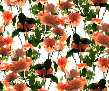 409369-大牌仿写实简约玫瑰