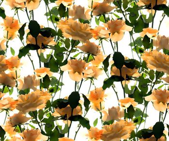 409370-大牌仿写实简约玫瑰