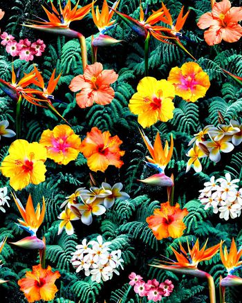 409682-夏威夷花丛