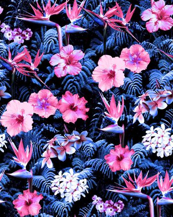 409683-夏威夷花丛
