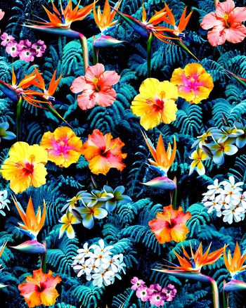 409684-夏威夷花丛