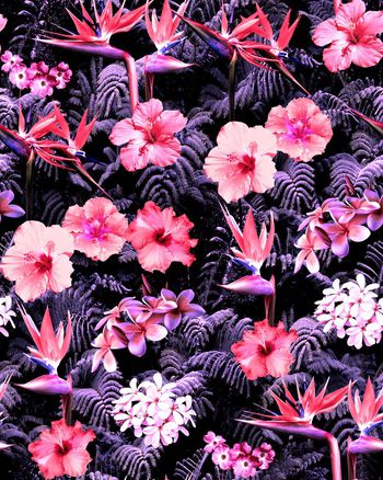 409685-夏威夷花丛