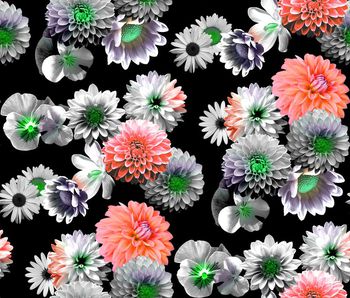 409766-白艳大丽花