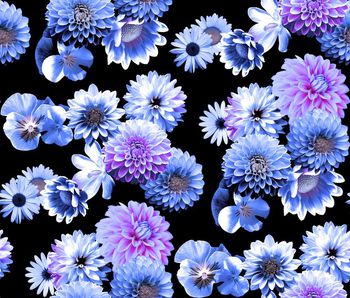 409767-白艳大丽花