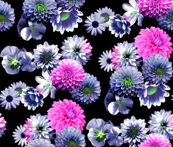 409768-白艳大丽花