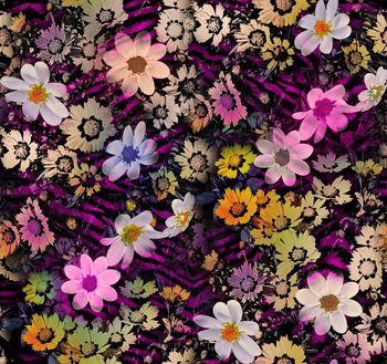 409783-梦幻野菊花