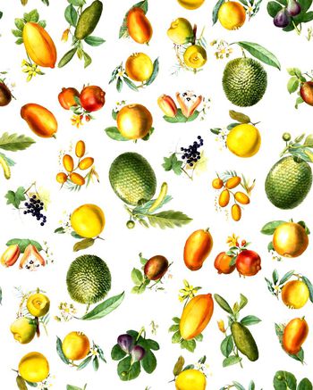 409885-热带水果收集