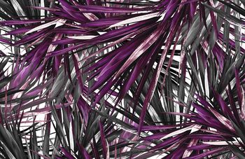 409887-秀场款龙血树