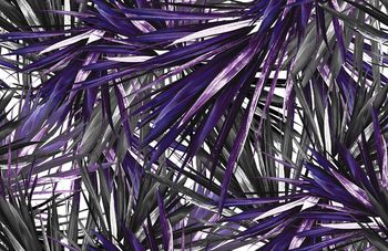 409888-秀场款龙血树