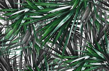 409889-秀场款龙血树