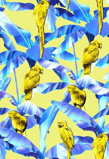 409970-大牌芭蕉树与鹦鹉