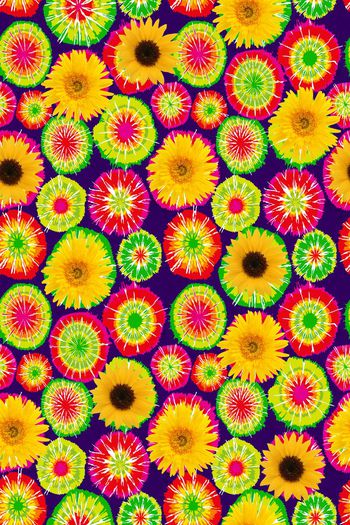 410630-五彩向日葵 