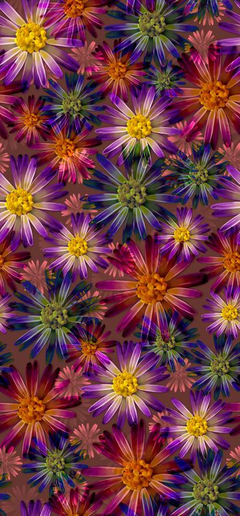 411016-2015021102 雏菊满园-a